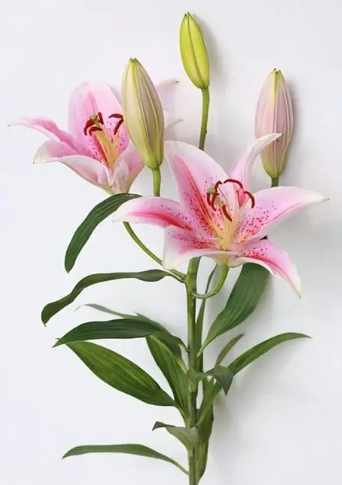 百合花花語大全