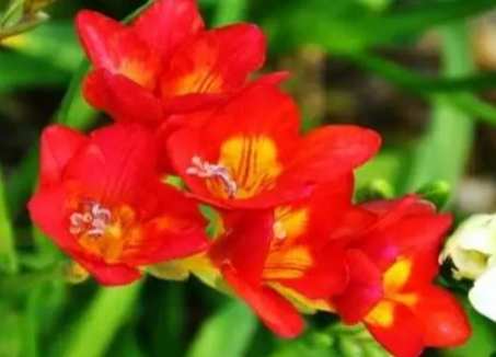 小蒼蘭花後處理