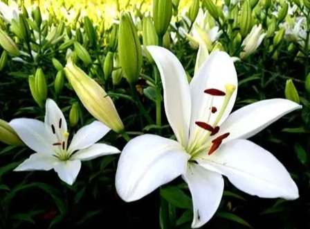 百合花顏色代表意義