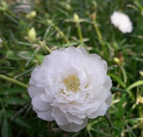 太陽花重瓣養護