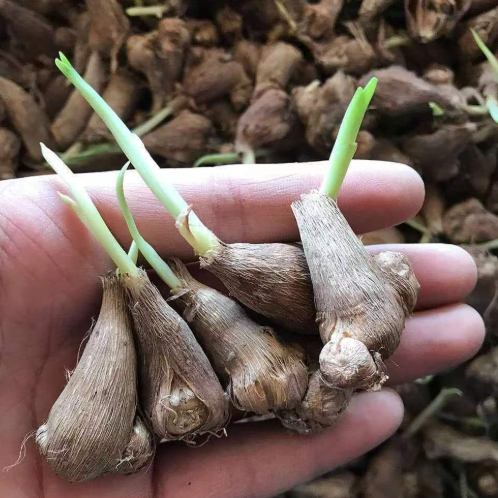 小蒼蘭種植技巧