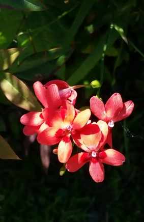 小蒼蘭養護技巧