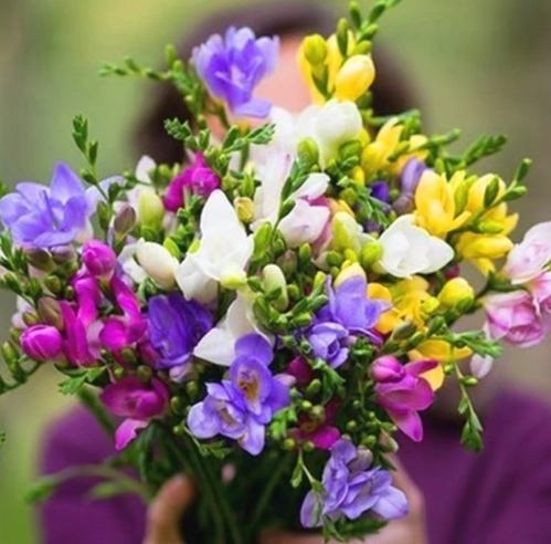 小蒼蘭栽培方法