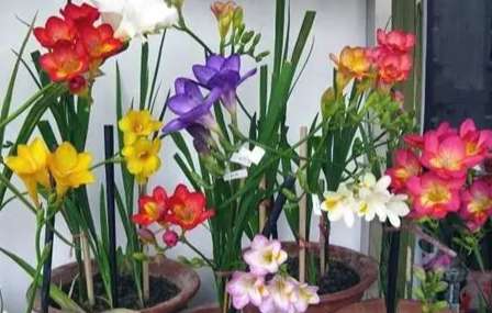 小蒼蘭開花後護理