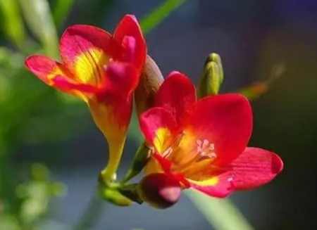 小蒼蘭開花後護理