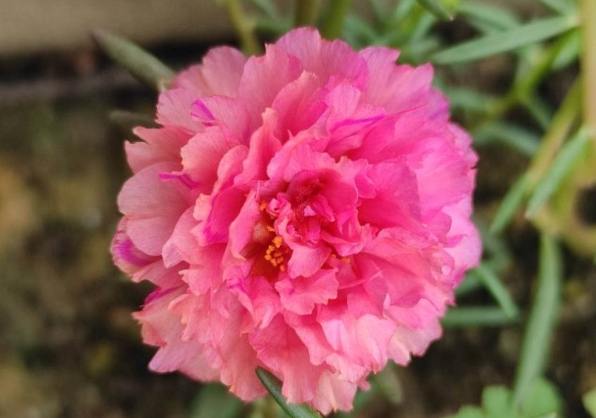 重瓣太陽花種植