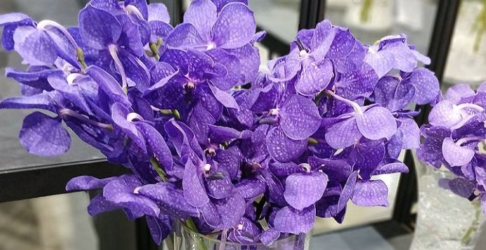 萬代蘭品種 萬代蘭品種