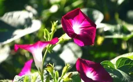 牽牛花種植方法