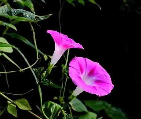 牽牛花種植方法