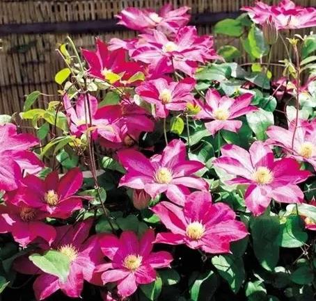 鐵線蓮品種推薦