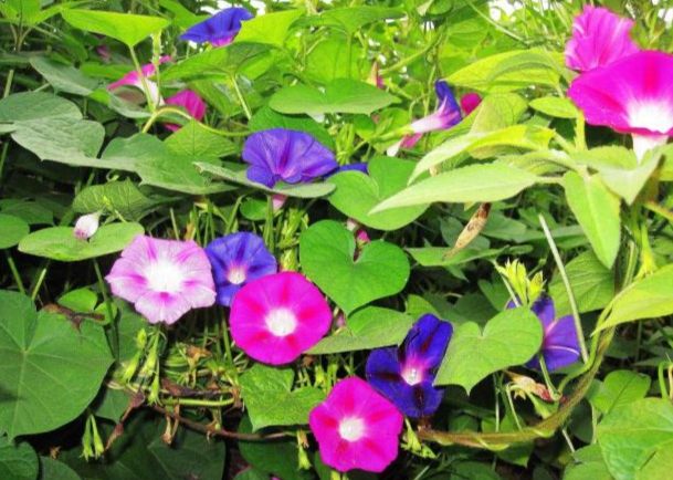 牽牛花照顧技巧