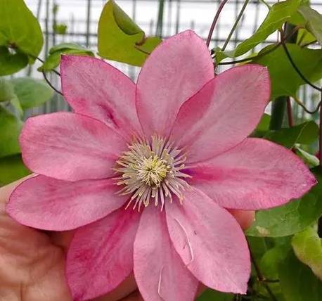 鐵線蓮品種推薦