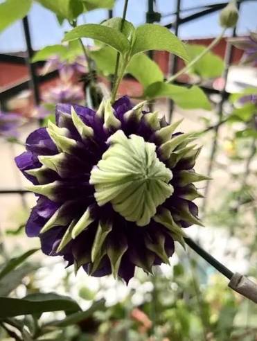 加速鐵線蓮生長