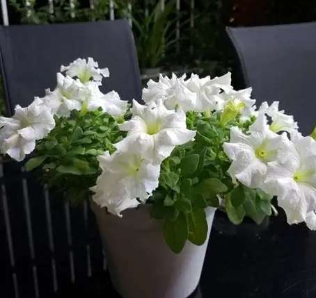 牽牛花種子發芽