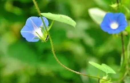 牽牛花種子種植