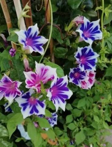 牽牛花品種壽命