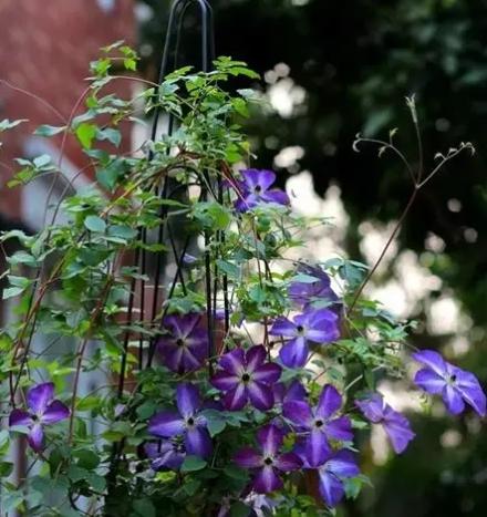 鐵線蓮照顧技巧