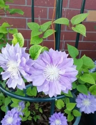 鐵線蓮休眠管理