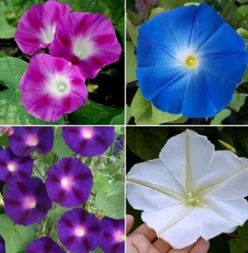 牽牛花種子發芽