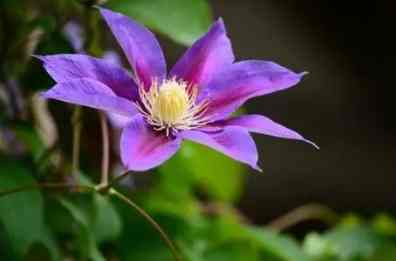 鐵線蓮休眠期照顧