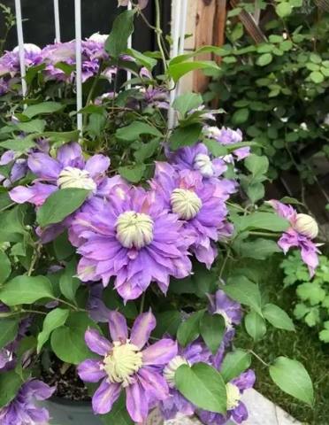 鐵線蓮休眠管理