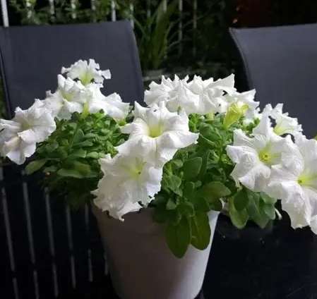 牽牛花繁殖方法