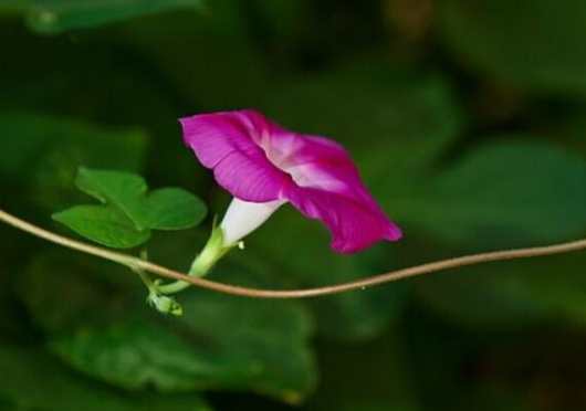 牽牛花種子發芽