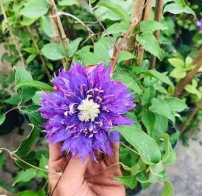 鐵線蓮休眠期照顧