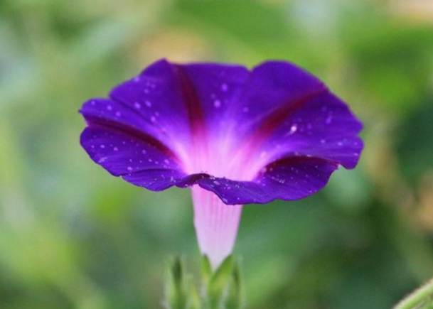 牽牛花種植方法