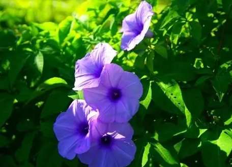牽牛花栽培技巧