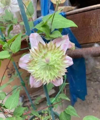 鐵線蓮栽培技巧