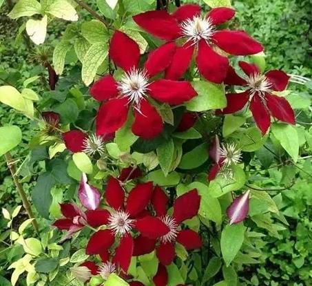 鐵線蓮照顧技巧