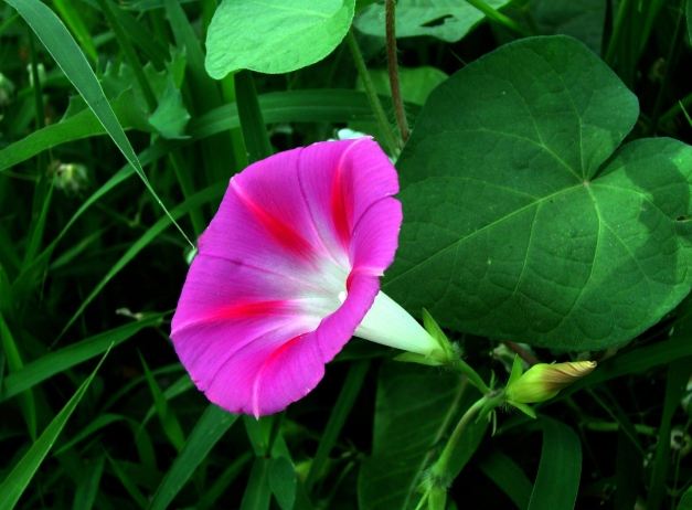 牽牛花種子發芽