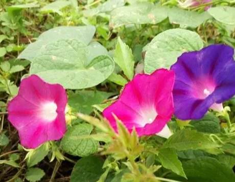 牽牛花栽培技巧