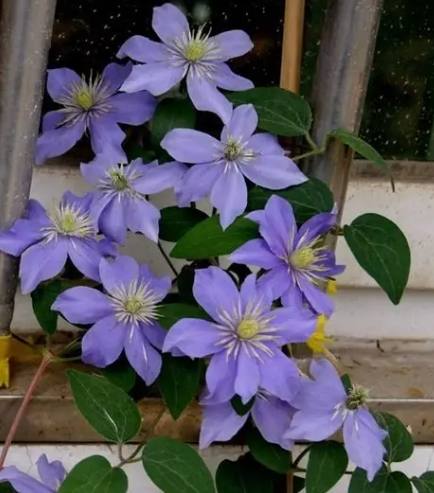 鐵線蓮栽培技巧