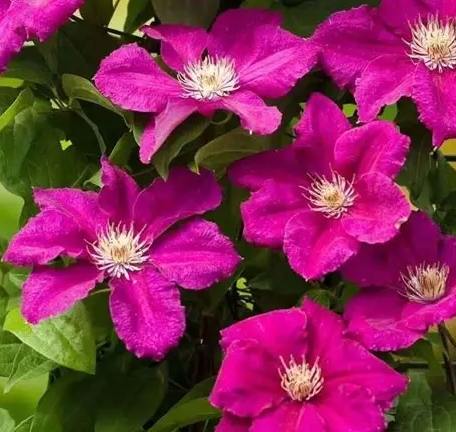 鐵線蓮品種推薦