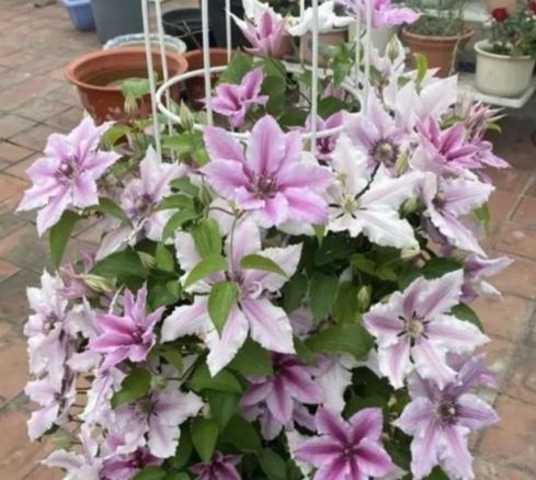 鐵線蓮土壤配方