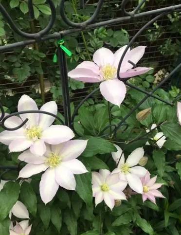 鐵線蓮休眠期照顧