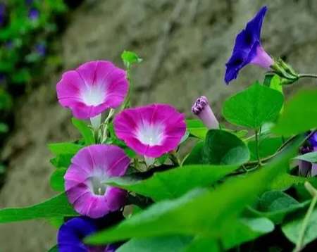牽牛花栽培技巧