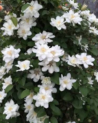 加速鐵線蓮生長