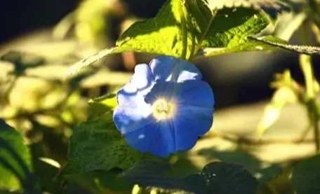 牽牛花照顧技巧