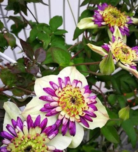 鐵線蓮栽培技巧