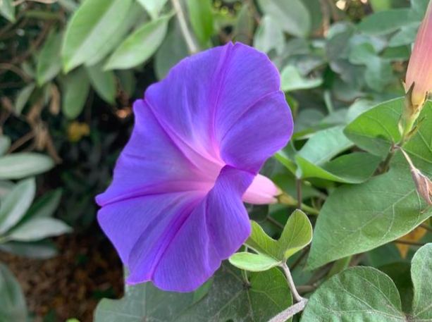 牽牛花品種壽命