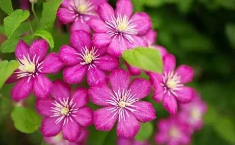 鐵線蓮照顧技巧