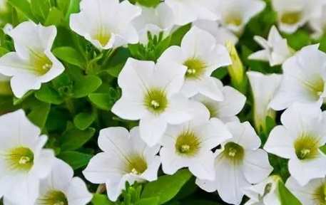 牽牛花種子種植