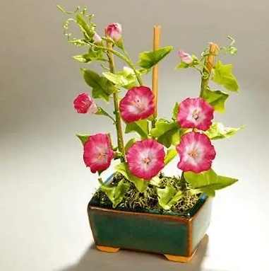 牽牛花栽培技巧