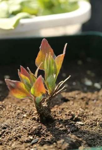 鐵線蓮休眠管理