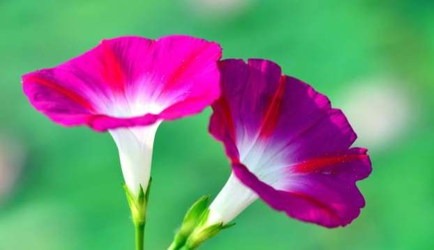 牽牛花品種壽命