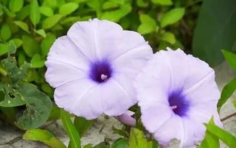 牽牛花種子發芽