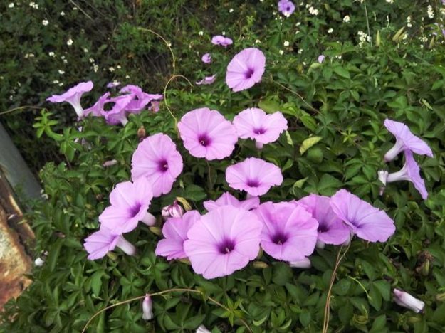 牽牛花種子品種